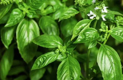 Basil