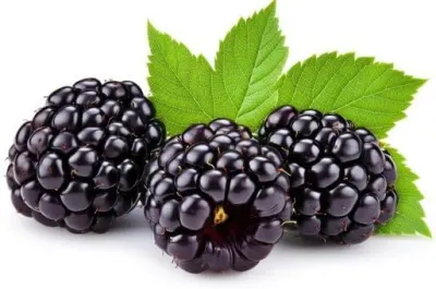 Blackberries