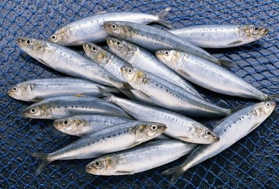 Sardines