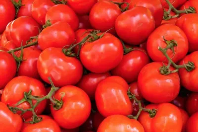 Tomato