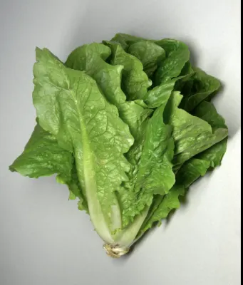 Lettuce