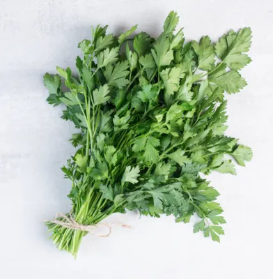 Fresh Coriander